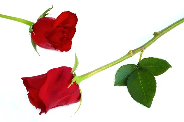 Två röda rosor — Stockfoto