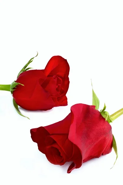 Dwie czerwone róże — Zdjęcie stockowe