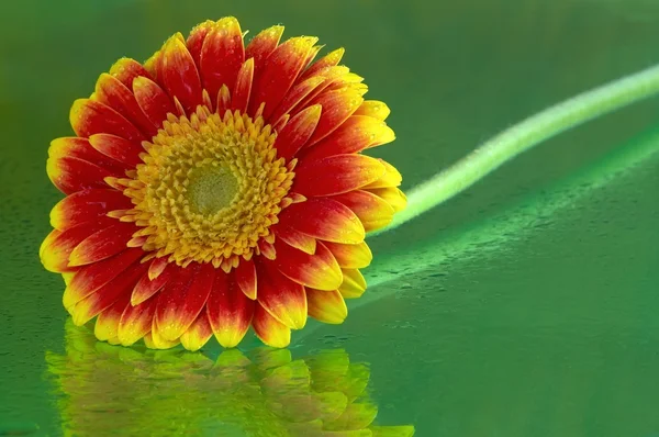 Gerber květ — Stock fotografie