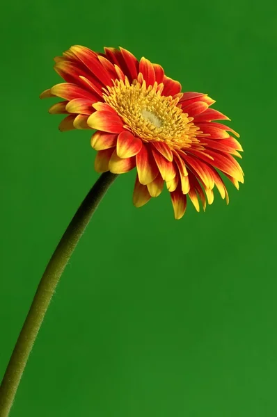 stock image Gerber flower