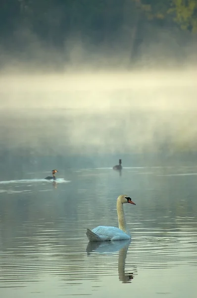 Swan the morning pond — Stock Photo, Image