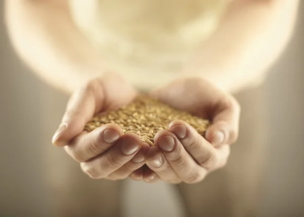 stock image Wheat grains in the male hands.