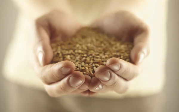 stock image Wheat grains in the male hands.