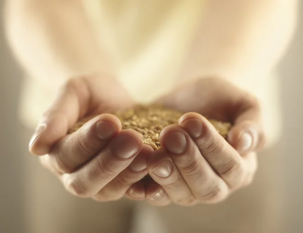 stock image Wheat grains in the male hands.