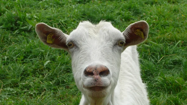 Goat closeup — Stock Photo, Image