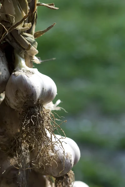 stock image Garlic