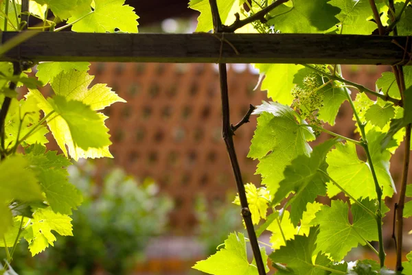 Stock image Grapes leafs