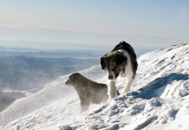 dağ köpek