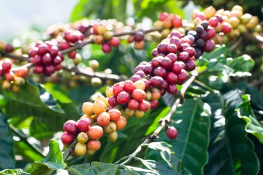 Coffee beans on tree clipart