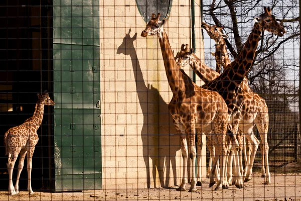 Жирафы в плену . — стоковое фото