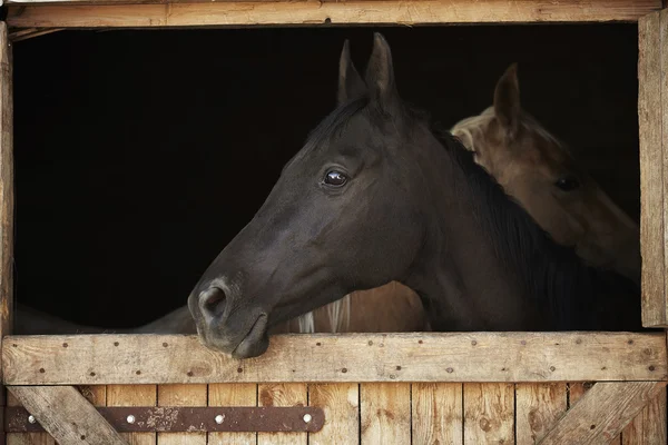 stock image Two horses