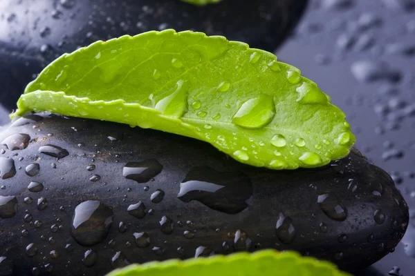 Spa och gröna blad — Stockfoto