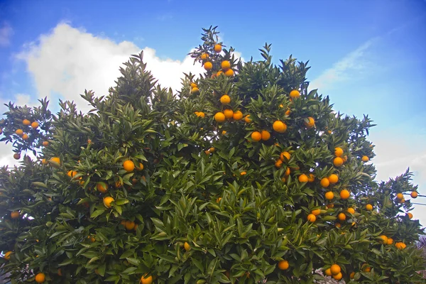 Naranjas en el árbol — Foto de Stock