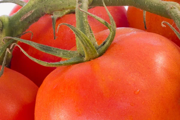 Tomates isolados em branco — Fotografia de Stock