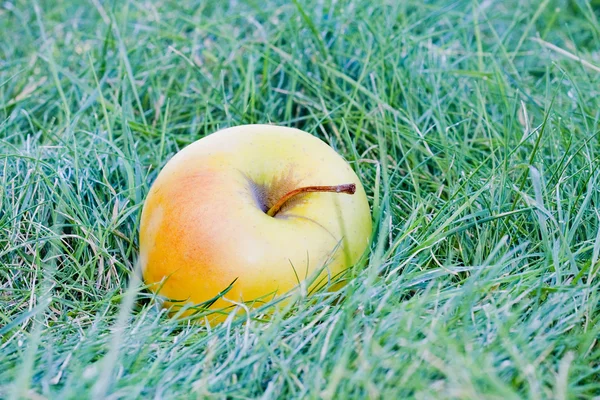 Pommes — Photo