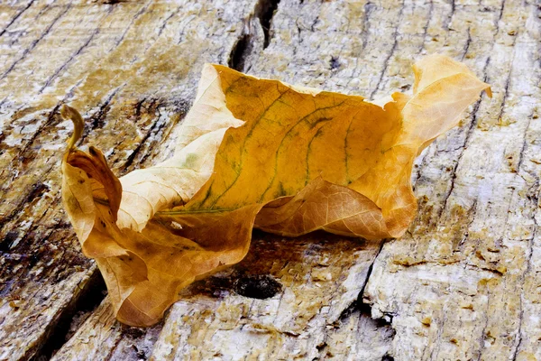 Herfst — Stockfoto