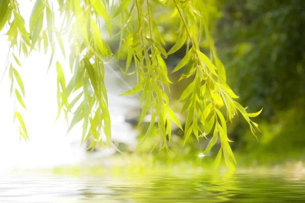 Spiegelung der Blätter im Wasser mit Glitzern — Stockfoto
