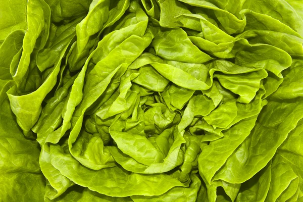 Fresh lettuce — Stock Photo, Image