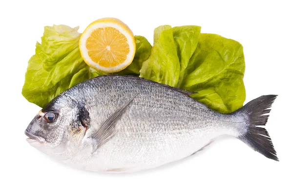 Färsk rå fisk med vit bakgrund — Stockfoto
