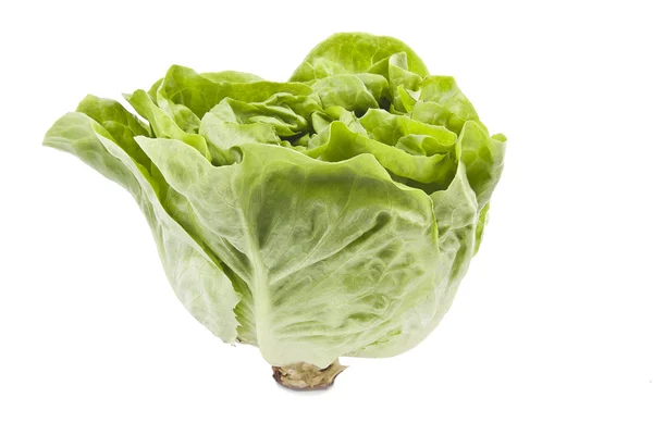 Friss zöld saláta izolált fehér — Stock Fotó