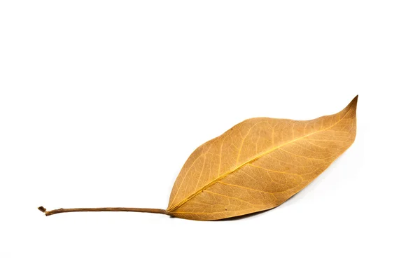 乾燥した葉 — ストック写真