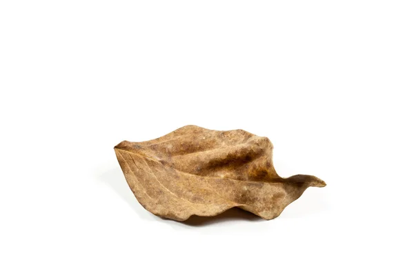 Dry leaves — Stock Photo, Image