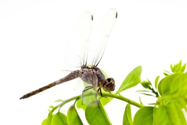 stock image Dragonfly