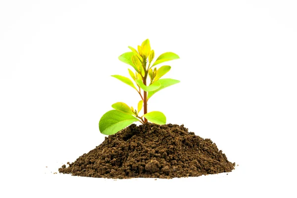 Green plant in soil — Stock Photo, Image