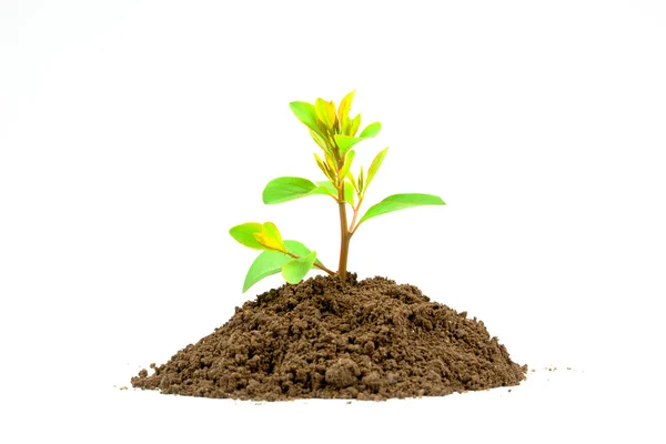 Zöld növény a talajban — Stock Fotó