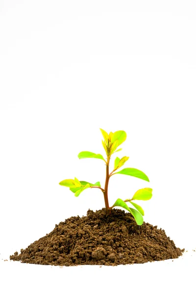 Zöld növény a talajban — Stock Fotó