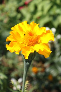 Sarı tagetes