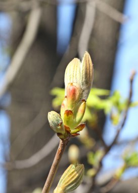 kestane bud