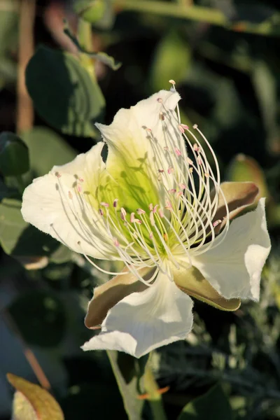 Kwiat korniszon — Zdjęcie stockowe