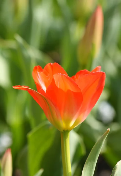 stock image Red tulip