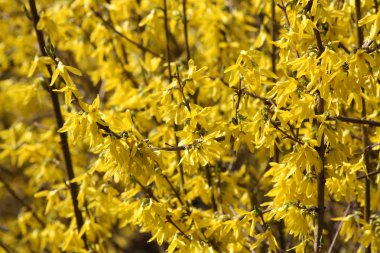 Yellow blooming forsythia. clipart