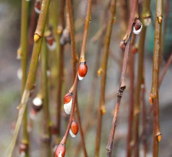 Weeping willow knoppar — Stockfoto