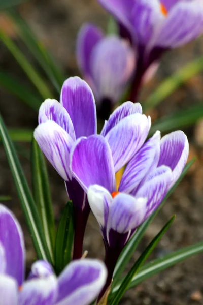 stock image Crocuses