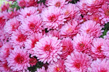 Pnk chrysanthemum clipart