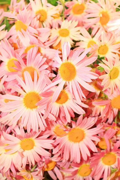 Pink chrisantemum flowers — Stock Photo, Image