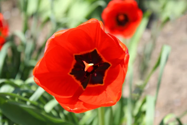 stock image Red tulip