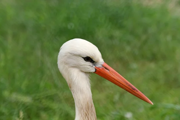 Stork huvud — Stockfoto