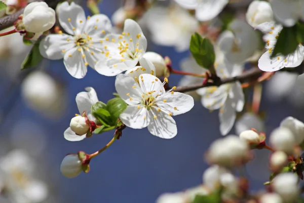 De Cherry blossoms Rechtenvrije Stockafbeeldingen