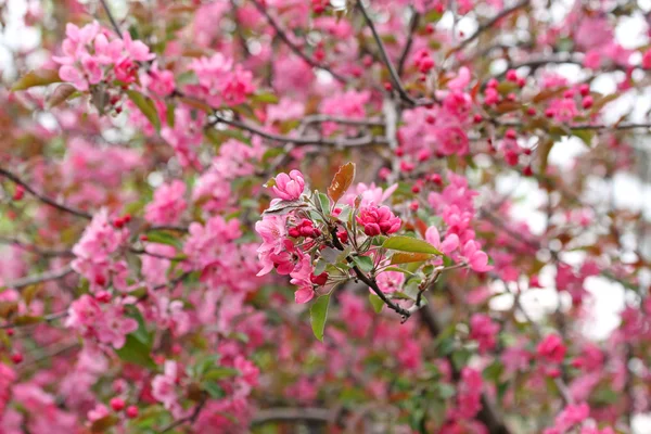 Kwiaty brzoskwini — Zdjęcie stockowe