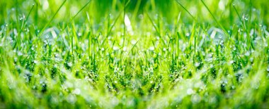 Green grass panorama clipart