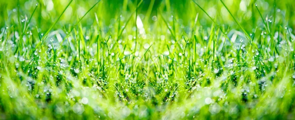 Green grass panorama — Stock Photo, Image