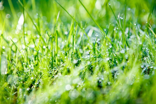 Grama fresca verde — Fotografia de Stock
