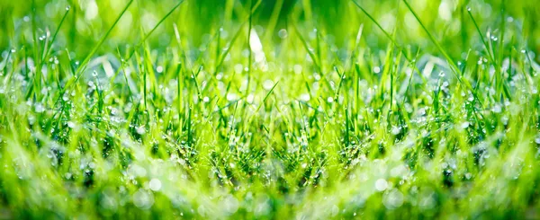 Зеленая трава Стоковое Фото