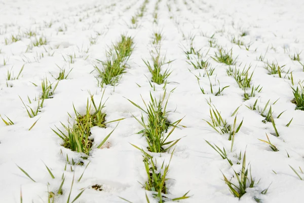 stock image Green grass on a field covered with snow