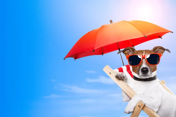 Perro tomando el sol en una silla de cubierta — Foto de Stock