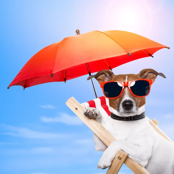 Hond om te zonnebaden op een ligstoel Rechtenvrije Stockfoto's
